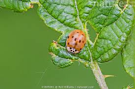 Attēlu rezultāti vaicājumam “Adalia decempunctata”