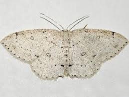 Attēlu rezultāti vaicājumam “Cyclophora pendularia”