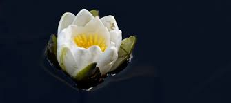 Attēlu rezultāti vaicājumam “Nymphaeaceae”