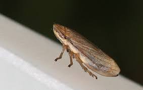 Attēlu rezultāti vaicājumam “Neophilaenus lineatus”