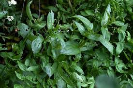 Attēlu rezultāti vaicājumam “Veronica anagallis-aquatica leaf”