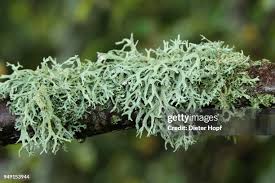 Attēlu rezultāti vaicājumam “Cetraria islandica”