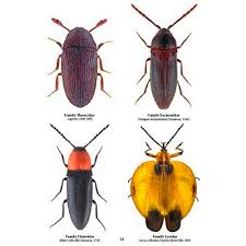 Attēlu rezultāti vaicājumam “Coleoptera”