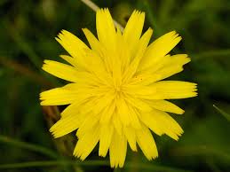 Attēlu rezultāti vaicājumam “Hypochaeris radicata”