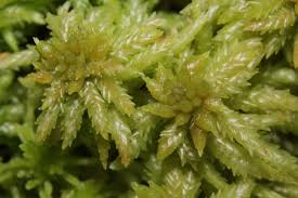 Attēlu rezultāti vaicājumam “Sphagnum centrale”