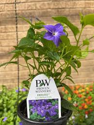 Image result for Browallia speciosa