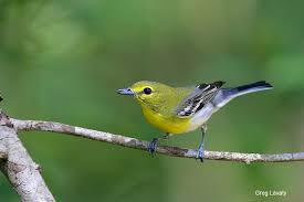 Image result for Vireo flavifrons