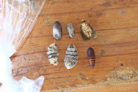 Attēlu rezultāti vaicājumam “Diprionidae cocoon”