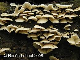 Attēlu rezultāti vaicājumam “Crepidotus applanatus”