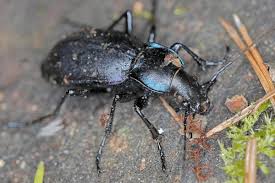 Attēlu rezultāti vaicājumam “Carabus violaceus”
