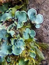 Attēlu rezultāti vaicājumam “Verrucaria hydrela”