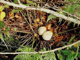 Attēlu rezultāti vaicājumam “Boletales”