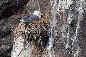 Attēlu rezultāti vaicājumam “Rissa tridactyla nest”