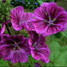 Attēlu rezultāti vaicājumam “Malva moschata alba leaf”