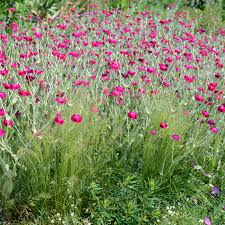 Image result for Lychnis coronaria