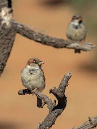 Attēlu rezultāti vaicājumam “Passer domesticus”