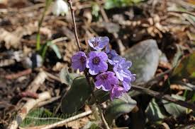 Image result for Himmelschlüssel