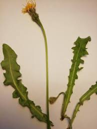 Attēlu rezultāti vaicājumam “Leontodon hispidus fruit”