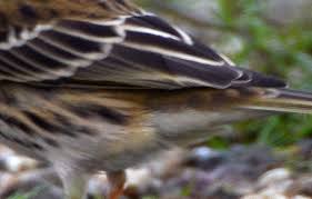 Image result for Anthus gustavi