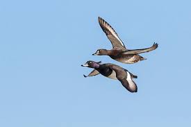 Attēlu rezultāti vaicājumam “Aythya fuligula male”