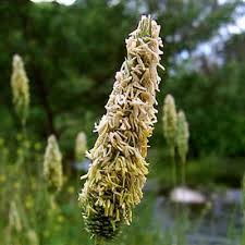 Attēlu rezultāti vaicājumam “Alopecurus pratensis flower”