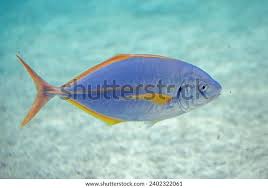 Image result for Pseudocaranx dentex