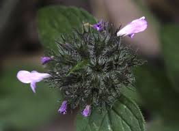 Attēlu rezultāti vaicājumam “Clinopodium vulgare leaf”