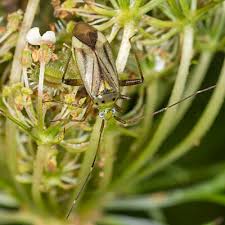 Attēlu rezultāti vaicājumam “Adelphocoris quadripunctatus”