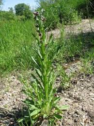 Attēlu rezultāti vaicājumam “Cynoglossum officinale”