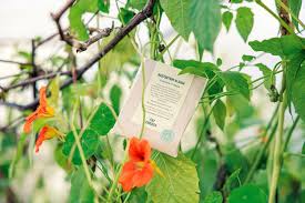 Attēlu rezultāti vaicājumam “Tropaeolum majus fruit”