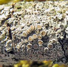 Attēlu rezultāti vaicājumam “Cliostomum corrugatum”