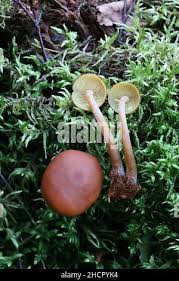 Attēlu rezultāti vaicājumam “Gymnopilus picreus”