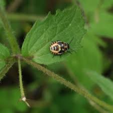 Attēlu rezultāti vaicājumam “Eurydema oleracea imago”