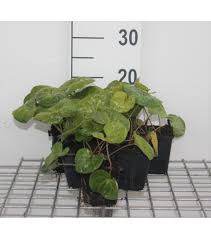 Attēlu rezultāti vaicājumam “Asarum europaeum”