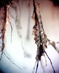 Attēlu rezultāti vaicājumam “Amaurochaete fusiformis spores”