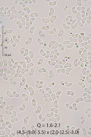 Attēlu rezultāti vaicājumam “Ceriporia excelsa”