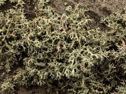 Attēlu rezultāti vaicājumam “Evernia mesomorpha”