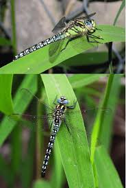 Attēlu rezultāti vaicājumam “Brachytron pratense”