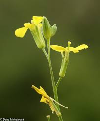 Attēlu rezultāti vaicājumam “Erysimum hieracifolium flower”