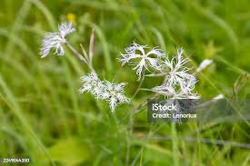 Attēlu rezultāti vaicājumam “Dianthus arenarius bud”
