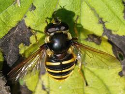 Attēlu rezultāti vaicājumam “Sericomyia silentis”