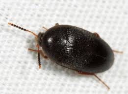 Attēlu rezultāti vaicājumam “Tetratomidae”