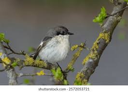 Attēlu rezultāti vaicājumam “Ficedula hypoleuca male”