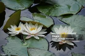 Attēlu rezultāti vaicājumam “Nymphaeaceae”