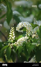 Attēlu rezultāti vaicājumam “Padus avium leaf”