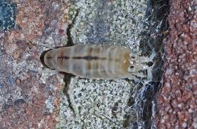 Attēlu rezultāti vaicājumam “Talitrus saltator”