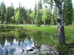 Naneum Ridge State Forest