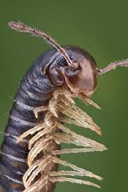 Attēlu rezultāti vaicājumam “Myriapoda”