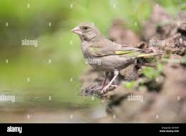 Attēlu rezultāti vaicājumam “Chloris chloris female”