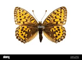 Attēlu rezultāti vaicājumam “Argynnis aglaja upperside”